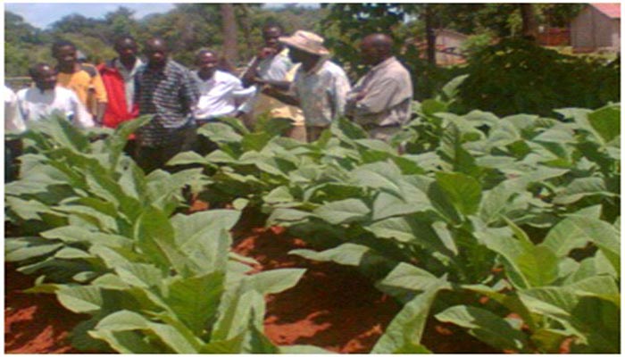 Agricultural property and field activity in Tanzania